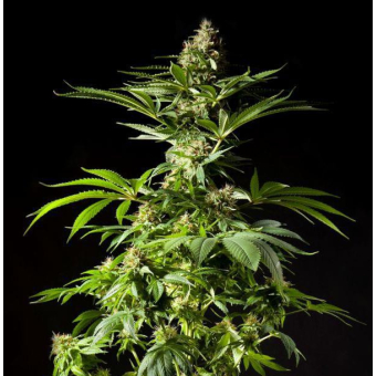 Tropimango
