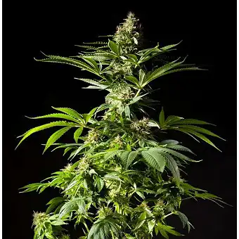 Tropimango - Philosopher Seeds