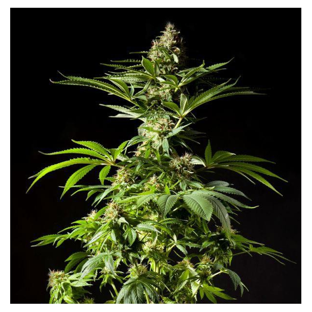 Tropimango