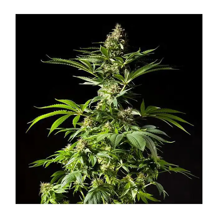 Tropimango - Philosopher Seeds