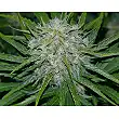 Critical Mass Mr Nice