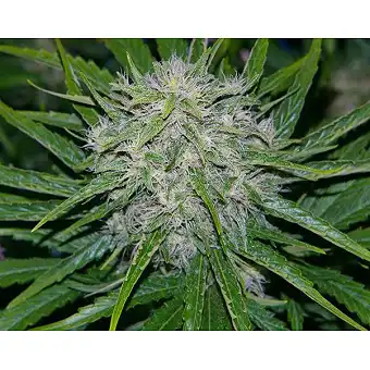 Critical Mass Mr Nice