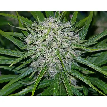 Critical Mass Mr Nice