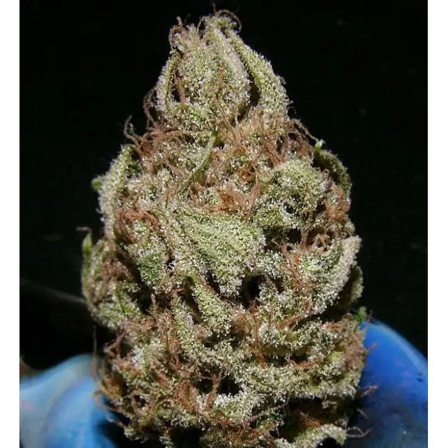 Critical Mass Mr Nice 1