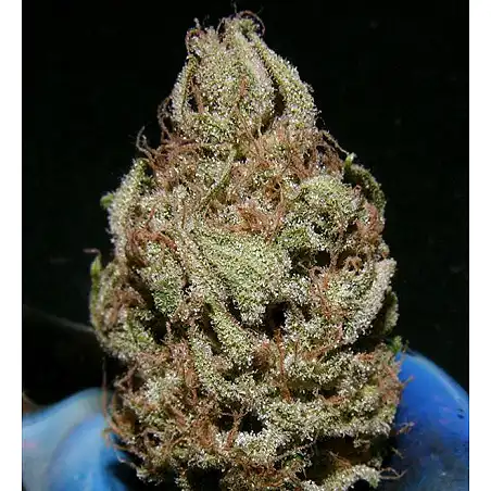 Critical Mass Mr Nice 1