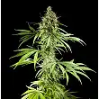Easy Haze Philosopher Seeds 3 Easy Haze Philosopher Seeds 3