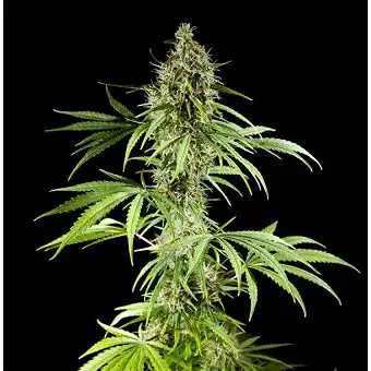 Easy Haze Philosopher Seeds 3
