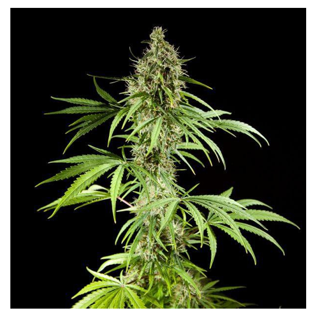 Easy Haze Philosopher Seeds 3
