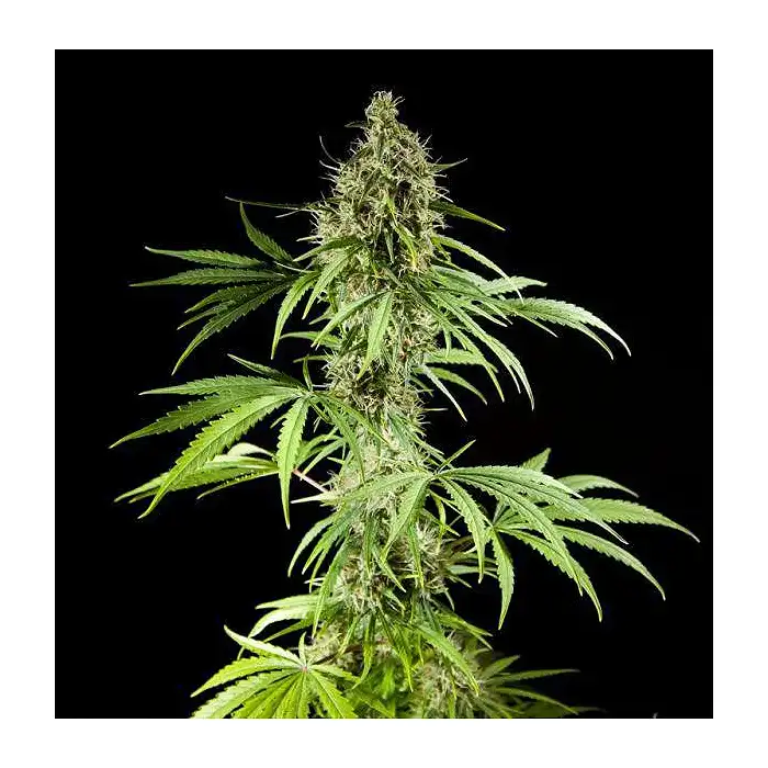 Easy Haze Philosopher Seeds 3