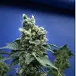 Sage n Sour Feminized 1 - TH Seeds