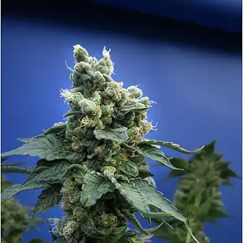 Sage n Sour Feminized 1 - TH Seeds
