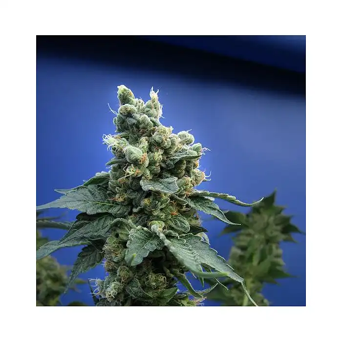 Sage N Sour Feminizada 1 - TH Seeds