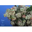 Sage n Sour Feminized - TH Seeds