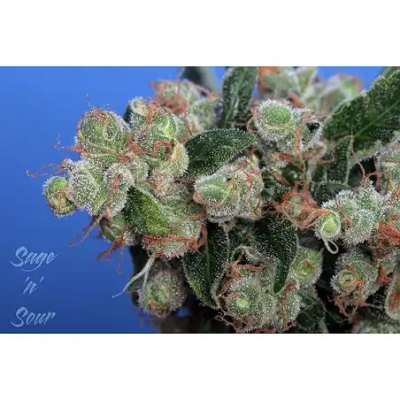 Sage n Sour Feminized - TH Seeds