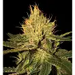 Cannalope Haze 1 - DNA Genetics