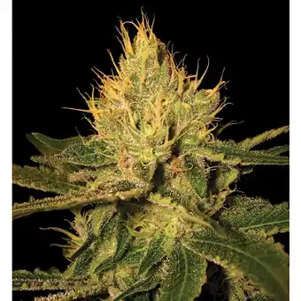 Cannalope Haze 1 - DNA Genetics