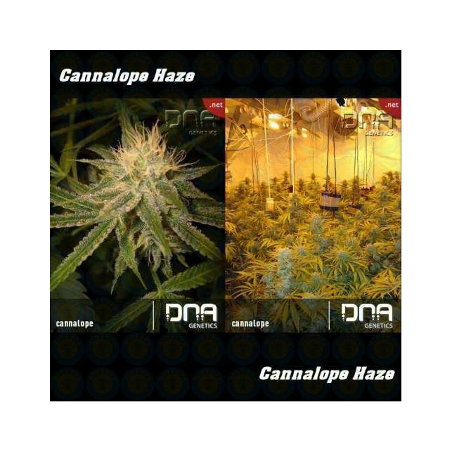 Cannalope Haze 1 - DNA Genetics