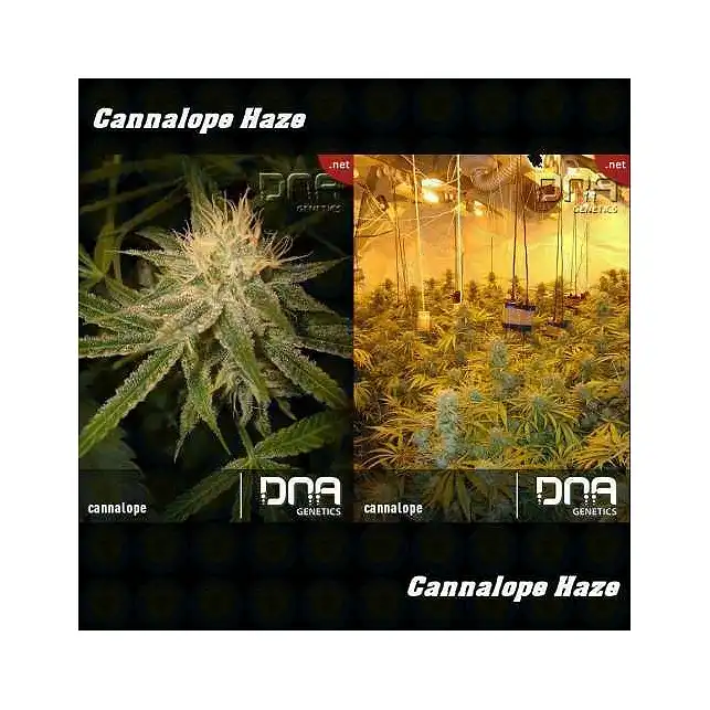 Cannalope Haze - DNA Genetics