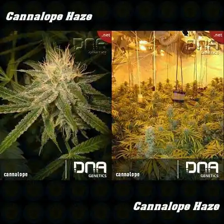Cannalope Haze - DNA Genetics