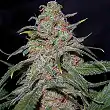 Cannalope Kush 1 - DNA Genetics Cannalope Kush 1 - DNA Genetics