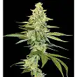 Cannalope Kush - DNA Genetics Cannalope Kush - DNA Genetics
