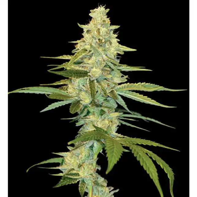 Cannalope Kush - DNA Genetics