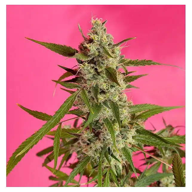 Fruity Jack / Jack el Frutero - Philosopher Seeds