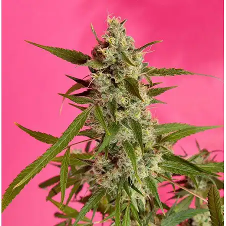 Fruity Jack / Jack el Frutero - Philosopher Seeds