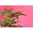 Fruity Jack / Jack el Frutero 1 - Philosopher Seeds