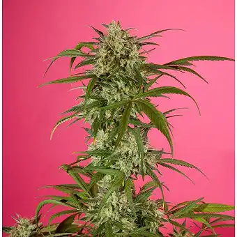 SweetLove 3 - Philosopher Seeds