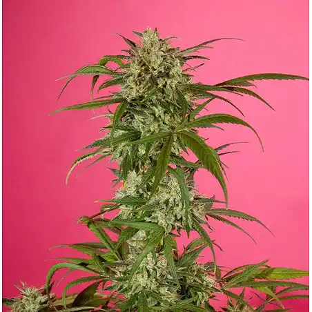 SweetLove 3 - Philosopher Seeds