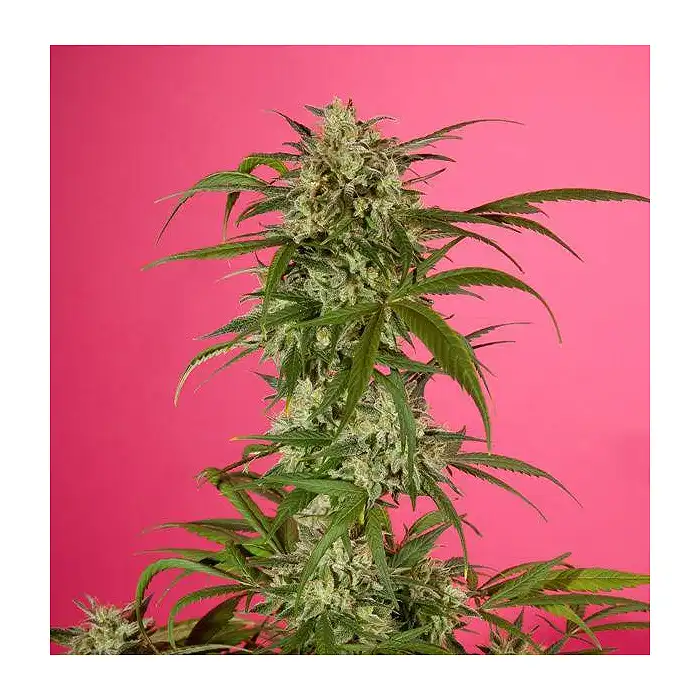 SweetLove 3 - Philosopher Seeds