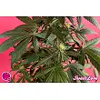 SweetLove 1 - Philosopher Seeds