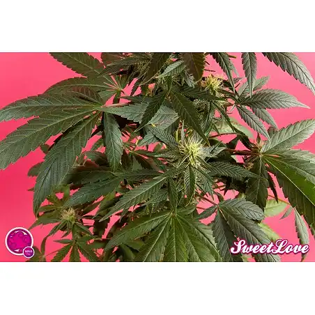 SweetLove 1 - Philosopher Seeds