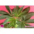 SweetLove 2 - Philosopher Seeds