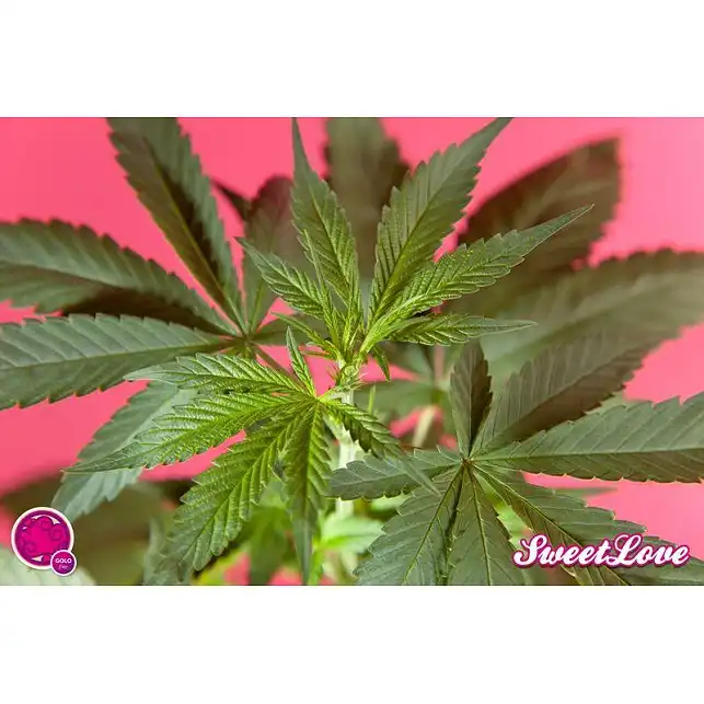 SweetLove 2 - Philosopher Seeds