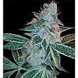 Lemon OG Kush 1 - DNA Genetics