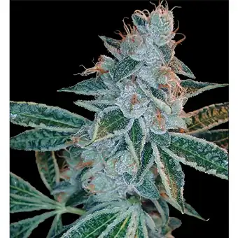 Lemon OG Kush 1 - DNA Genetics