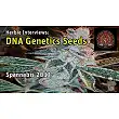 Lemon OG Kush - DNA Genetics