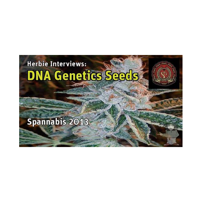 Lemon OG Kush 1 - DNA Genetics