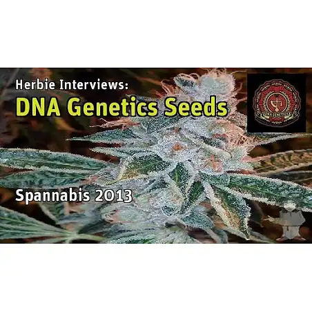 Lemon OG Kush - DNA Genetics