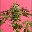 Guava Berry Kush / Guayita 3 - Philosopher Seeds Guava Berry Kush / Guayita 3 - Philosopher Seeds