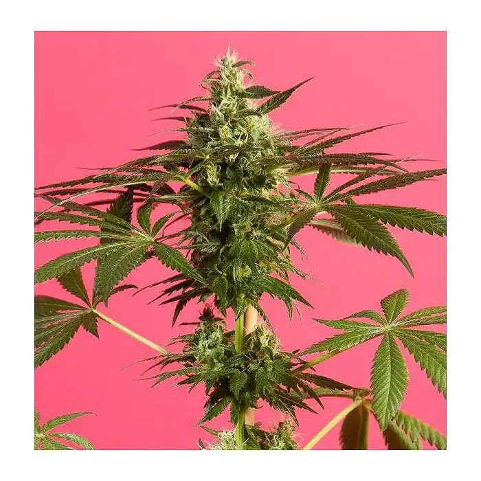 Guava Berry Kush / Guayita 3 - Philosopher Seeds