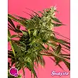Guava Berry Kush / Guayita - Philosopher Seeds