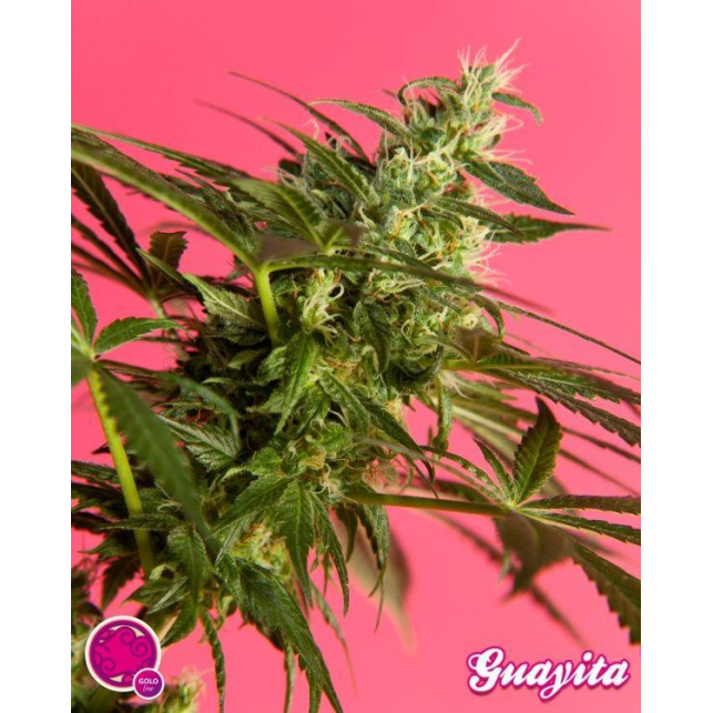 Guava Berry Kush / Guayita 3