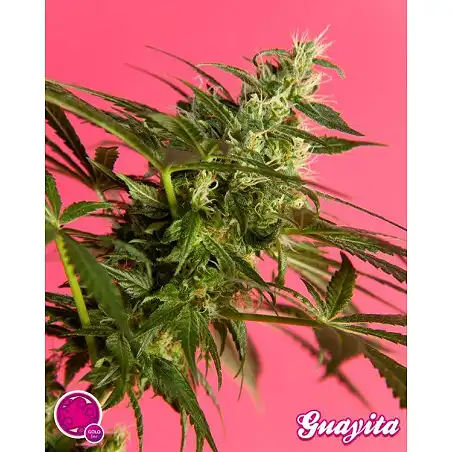 Guava Berry Kush / Guayita - Philosopher Seeds