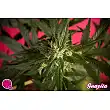 Guava Berry Kush / Guayita 1 - Philosopher Seeds Guava Berry Kush / Guayita 1 - Philosopher Seeds