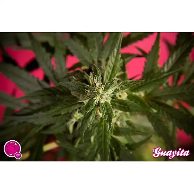 Guava Berry Kush / Guayita 1 - Philosopher Seeds