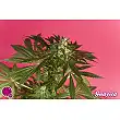 Guava Berry Kush / Guayita 2 - Philosopher Seeds Guava Berry Kush / Guayita 2 - Philosopher Seeds