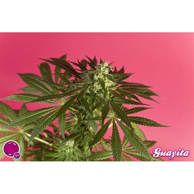 Guava Berry Kush / Guayita 3